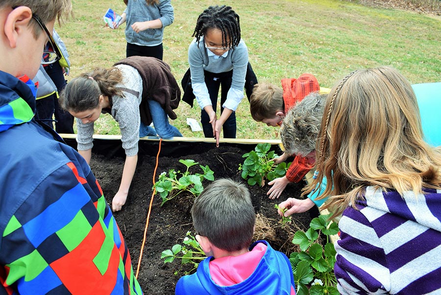 Students Planting in School Garden
